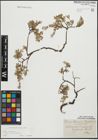 Foto von Salix repens subsp. incubacea (L.) A. Neumann